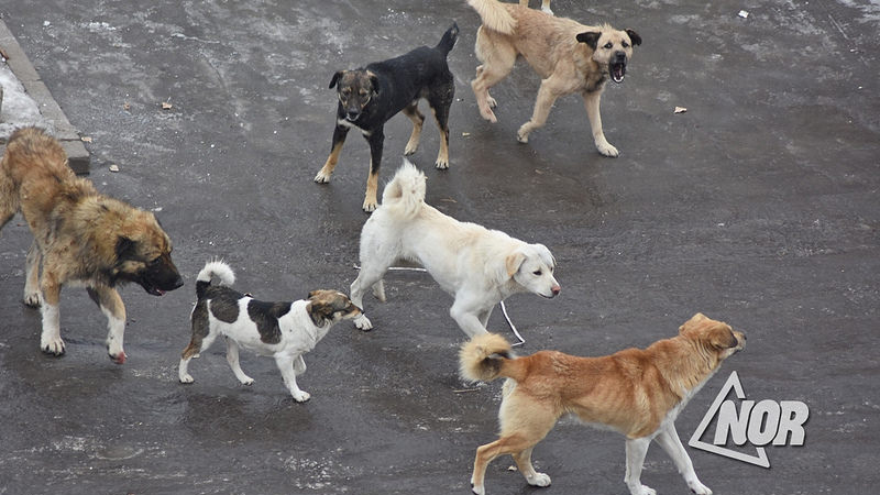 “ბავშვები ყვირილით გარბოდნენ” – ნინოწმინდის ცენტრალურ პარკში ძაღლები ბავშვებს თავს დაესხნენ
