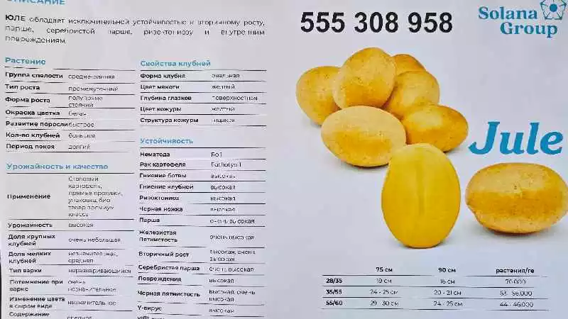 ნინოწმინდაში ხელმისაწდომია კარტოფილის თესლის ახალი ჯიშები: კამელია, კოლომბო, ჯულე.555 30 89 58