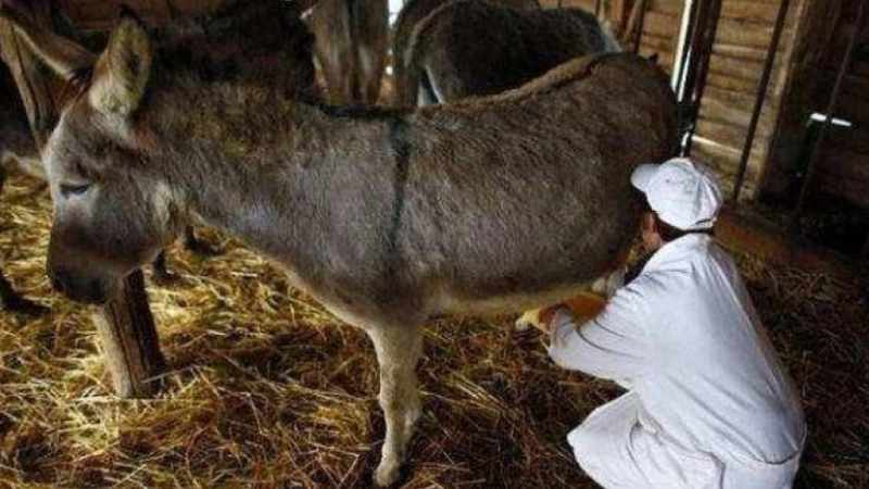 „ისეთი უნიკალური პროდუქტი, როგორიც ვირის რძეა, ადამიანებამდე უფრო ინტენსიურად უნდა აღწევდეს“