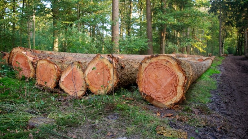 სამცხე–ჯავახეთში ერთ თვეში უკანონო ტყითსარგებლობის 18 ფაქტი გამოავლინეს